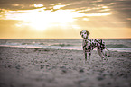 Dalmatian at the beach