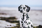 young Dalmatian