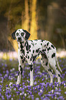 Dalmatian in spring