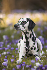 Dalmatian in spring