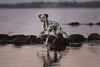 Dalmatian at lakeside
