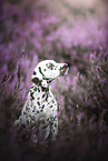 Dalmatian Puppy