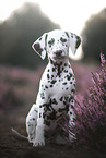 Dalmatian Puppy