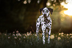 female Dalmatian