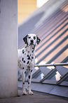 male Dalmatian