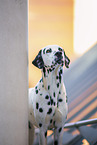 male Dalmatian