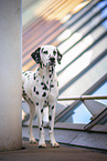 male Dalmatian