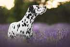 Dalmatian in summer