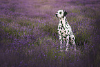 Dalmatian in summer