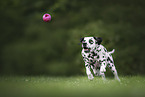 Dalmatian in summer