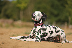 Dalmatian in summer