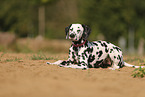 Dalmatian in summer