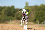 Dalmatian in summer