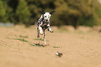 Dalmatian in summer