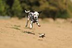 Dalmatian in summer