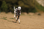 Dalmatian in summer