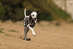 Dalmatian in summer