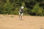 Dalmatian in summer