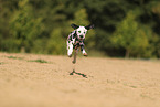 Dalmatian in summer