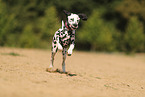 Dalmatian in summer