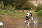 Dalmatian in summer