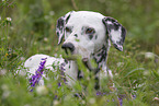 old Dalmatian