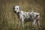 Dalmatian Puppy