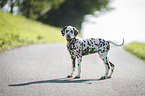 Dalmatian Puppy