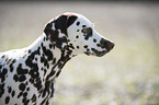 Dalmatian Puppy