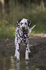 Dalmatian Puppy