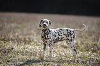 Dalmatian Puppy