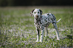 Dalmatian Puppy