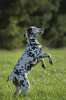 young Dalmatian