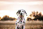 male Dalmatian