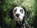 female Dalmatian