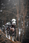 female Dalmatian