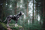 female Dalmatian