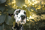 female Dalmatian