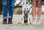 family and Dalmatian