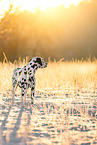 Dalmatian in winter