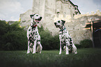 Dalmatian