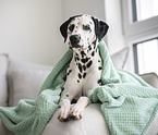 adult Dalmatian