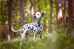 Dalmatian