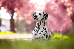 Dalmatian