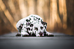 Dalmatian