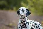 Dalmatian