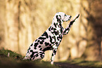 Dalmatian