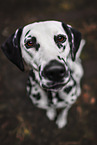 Dalmatian