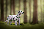 Dalmatian