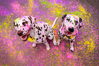 Dalmatians